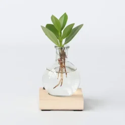 Varkensboom in glas met verlichting - Clusia rosea - Hoogte 15-20cm - ⌀8cm