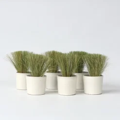 Vedergras - Set van 6 - Stipa tenuifolia 'Pony Tails' - Hoogte 20-30cm - ⌀9cm