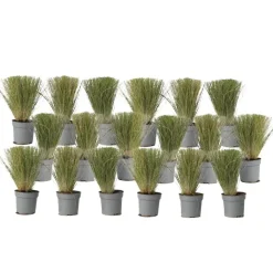 Vedergras - Set van 18 - Stipa tenuifolia 'Pony Tails' - Hoogte 20-30cm - ⌀9cm