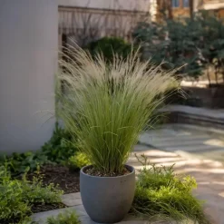 Vedergras - Set van 18 - Stipa tenuifolia 'Pony Tails' - Hoogte 20-30cm - ⌀9cm