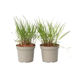 Vingergras - 2 stuks - Panicum Virgatum 'Squaw' - Hoogte 40-60cm - ⌀23cm