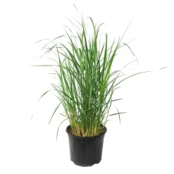 Vingergras - Panicum virgatum 'Heavy Metal' - Hoogte 40-60cm - ⌀23cm