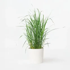 Vingergras - Panicum virgatum 'Heavy Metal' - Hoogte 40-60cm - ⌀23cm
