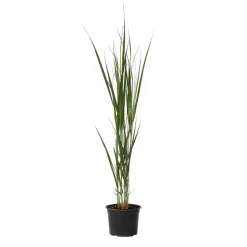 Vingergras - Panicum virgatum 'Northwind' - Hoogte 40-60cm - ⌀23cm