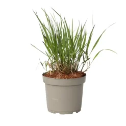 Vingergras - Panicum Virgatum 'Squaw' - Hoogte 40-60cm - ⌀23cm