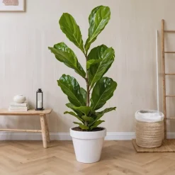 Vioolbladplant - Ficus Lyrata - Hoogte 70-90cm - ⌀21cm