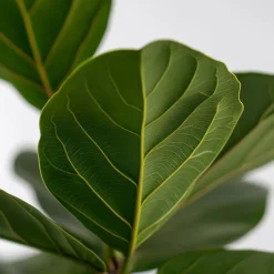 Vioolbladplant - Ficus Lyrata - Hoogte 70-90cm - ⌀21cm