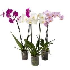 Vlinderorchidee - Mix van 3 - Phalaenopsis - Hoogte 50-60cm - ⌀12cm