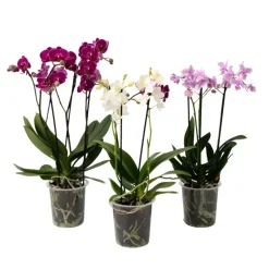 Vlinderorchidee - Mix van 3 - Phalaenopsis Multiflora - Hoogte 35-45cm - ⌀12cm