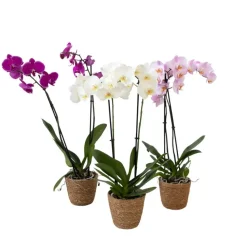 Vlinderorchidee - Mix van 3 - Phalaenopsis in deco mand - Hoogte 50-60cm - ⌀12cm