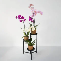 Vlinderorchidee - Mix van 3 - Phalaenopsis in deco mand - Hoogte 50-60cm - ⌀12cm