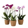 Vlinderorchidee - x3 - Phalaenopsis Multiflora in mand - Hoogte 35-45cm - ⌀12cm