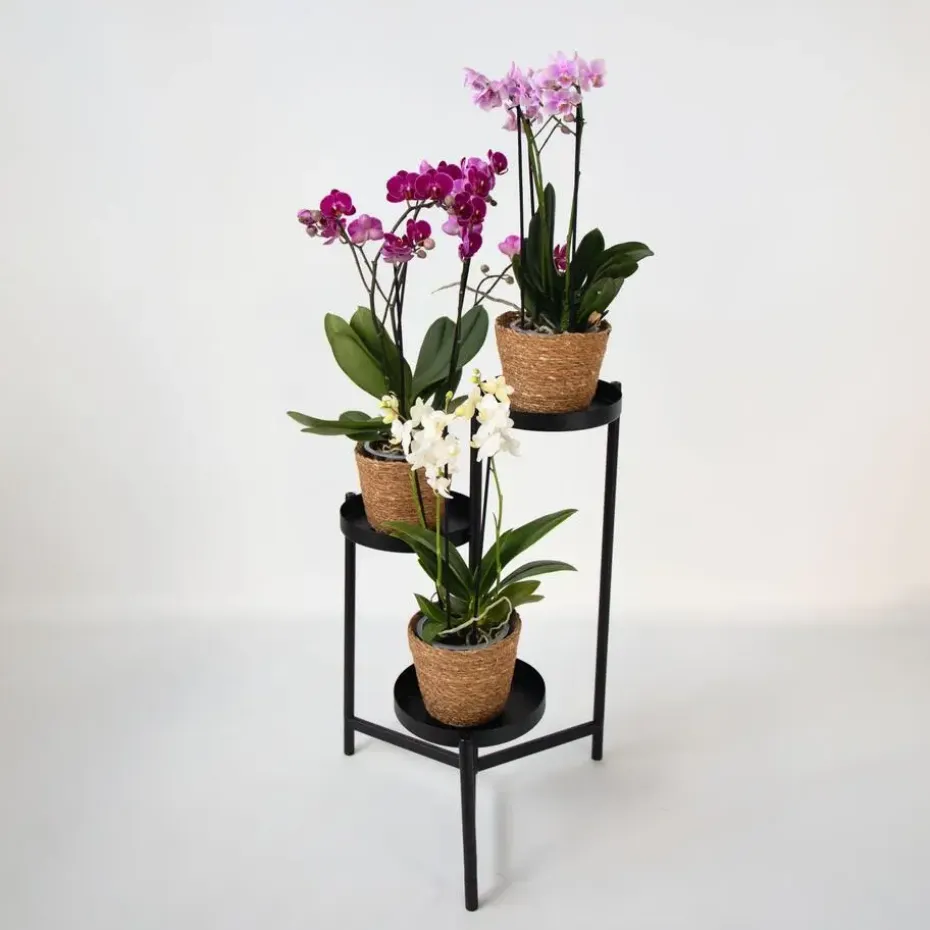 Vlinderorchidee - x3 - Phalaenopsis Multiflora in mand - Hoogte 35-45cm - ⌀12cm