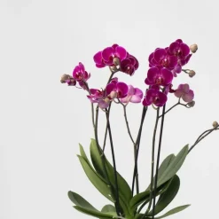 Vlinderorchidee - x3 - Phalaenopsis Multiflora in mand - Hoogte 35-45cm - ⌀12cm