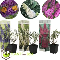 Vlinderstruik - Set van 3 - Buddleja davidii - Hoogte 25-40cm - ⌀9cm