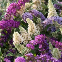 Vlinderstruik - Set van 6 - Buddleja davidii - Hoogte 25-40cm - ⌀9cm