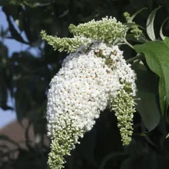 Vlinderstruik - Set van 6 - Buddleja davidii - Hoogte 25-40cm - ⌀9cm