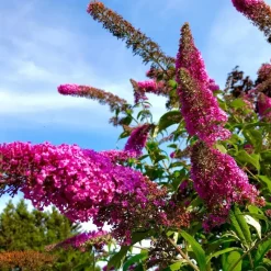 Vlinderstruik - Set van 6 - Buddleja davidii - Hoogte 25-40cm - ⌀9cm