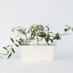 Vlinderstruik - Set van 3 - Buddleja 'Nanho Blue' - Hoogte 25-40cm - ⌀9cm