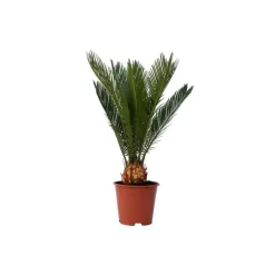 Vredespalm - Cycas revoluta - Hoogte 45-60cm - ⌀15cm