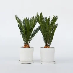 Vredespalm - Set van 2 - Cycas revoluta - Hoogte 45-60cm - ⌀15cm