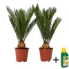 Vredespalm met voeding - Set van 2 - Cycas revoluta - Hoogte 45-60cm - ⌀15cm