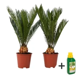 Vredespalm met voeding - Set van 2 - Cycas revoluta - Hoogte 45-60cm - ⌀15cm