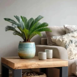 Vredespalm met voeding - Set van 2 - Cycas revoluta - Hoogte 45-60cm - ⌀15cm