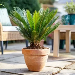 Vredespalm met voeding - Set van 2 - Cycas revoluta - Hoogte 45-60cm - ⌀15cm