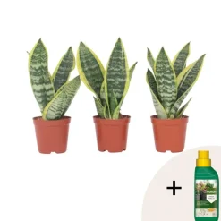 Vrouwentong - Set van 3 - Sansevieria 'Futura Superba' - Hoogte 35-40cm - ⌀12cm