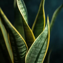 Vrouwentong - Set van 3 - Sansevieria 'Futura Superba' - Hoogte 35-40cm - ⌀12cm