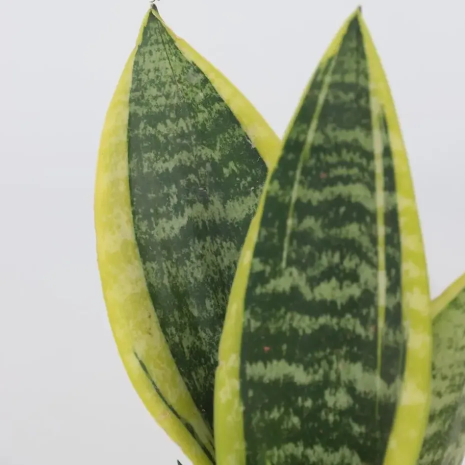 Vrouwentong - Set van 3 - Sansevieria 'Futura Superba' - Hoogte 35-40cm - ⌀12cm