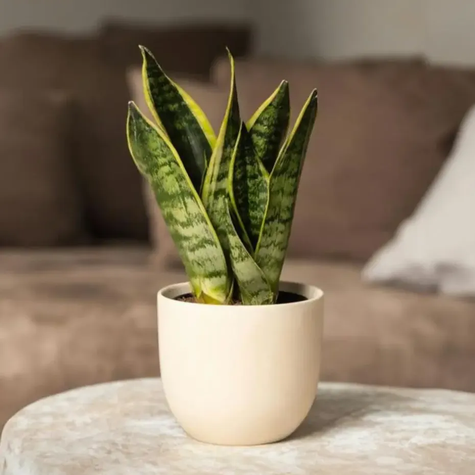 Vrouwentong - Set van 3 - Sansevieria 'Futura Superba' - Hoogte 35-40cm - ⌀12cm