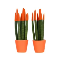 Vrouwentong - Set van 2 - Sansevieria cylindrica - Hoogte 20-40cm - ⌀9cm