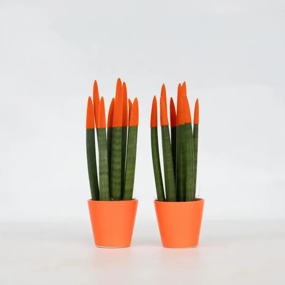 Vrouwentong - Set van 2 - Sansevieria cylindrica - Hoogte 20-40cm - ⌀9cm