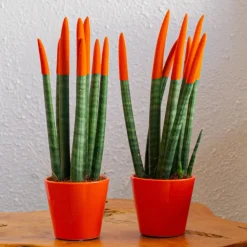 Vrouwentong - Set van 2 - Sansevieria cylindrica - Hoogte 20-40cm - ⌀9cm