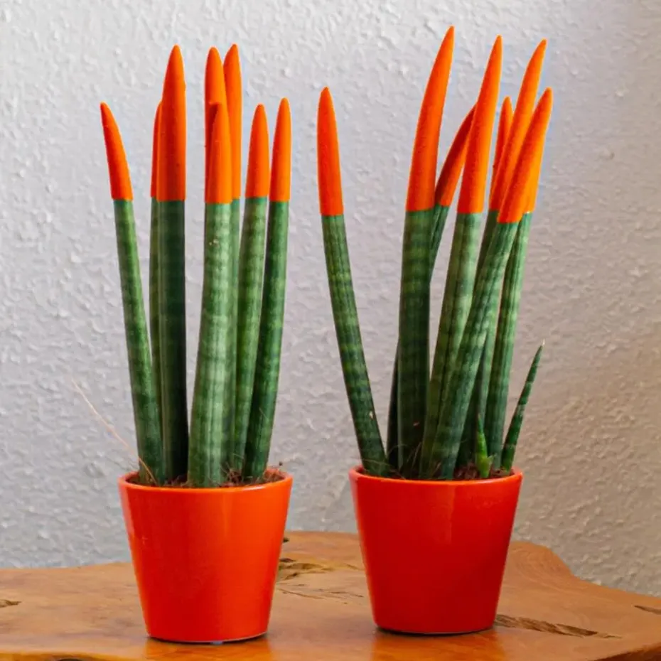 Vrouwentong - Set van 2 - Sansevieria cylindrica - Hoogte 20-40cm - ⌀9cm