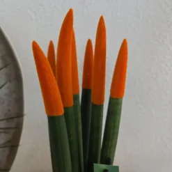 Vrouwentong - Set van 2 - Sansevieria cylindrica - Hoogte 20-40cm - ⌀9cm