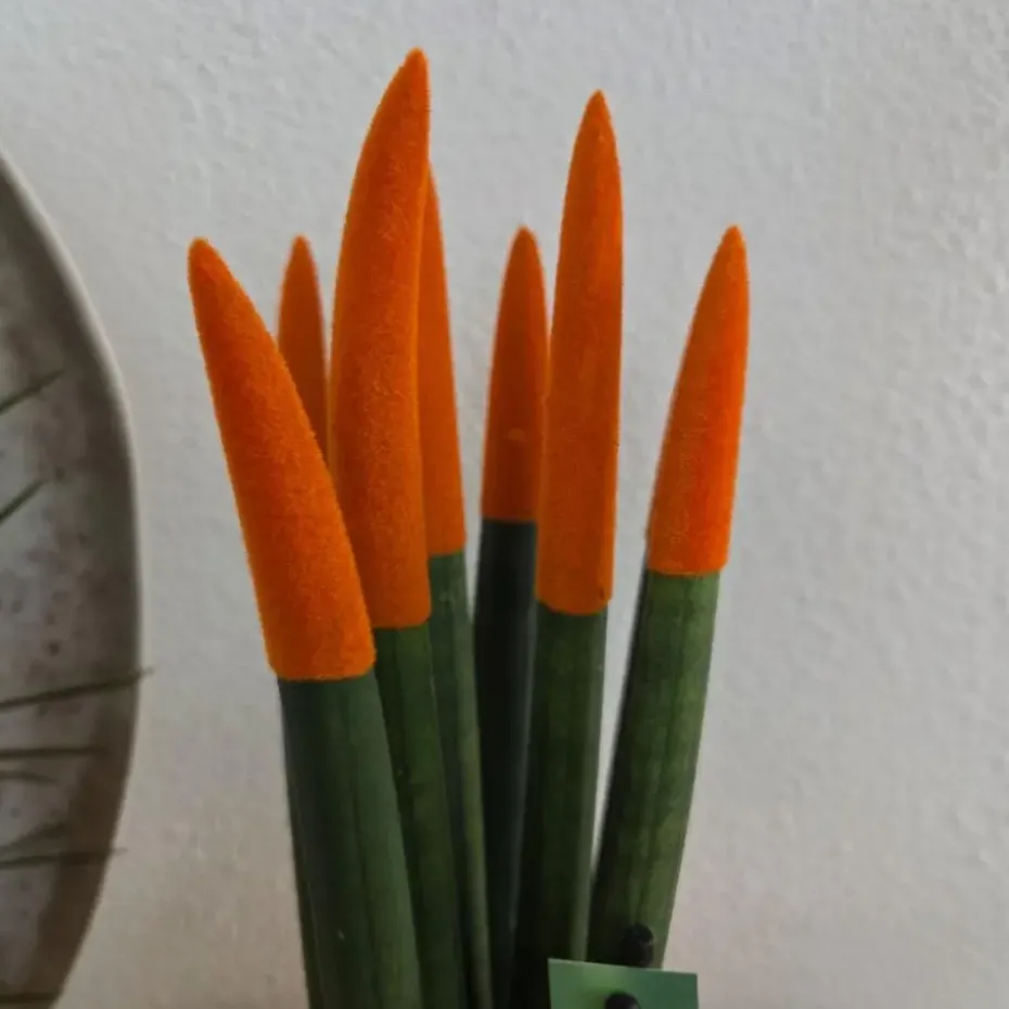 Vrouwentong - Set van 2 - Sansevieria cylindrica - Hoogte 20-40cm - ⌀9cm