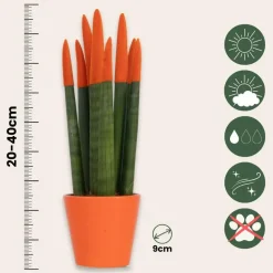 Vrouwentong - Set van 2 - Sansevieria cylindrica - Hoogte 20-40cm - ⌀9cm