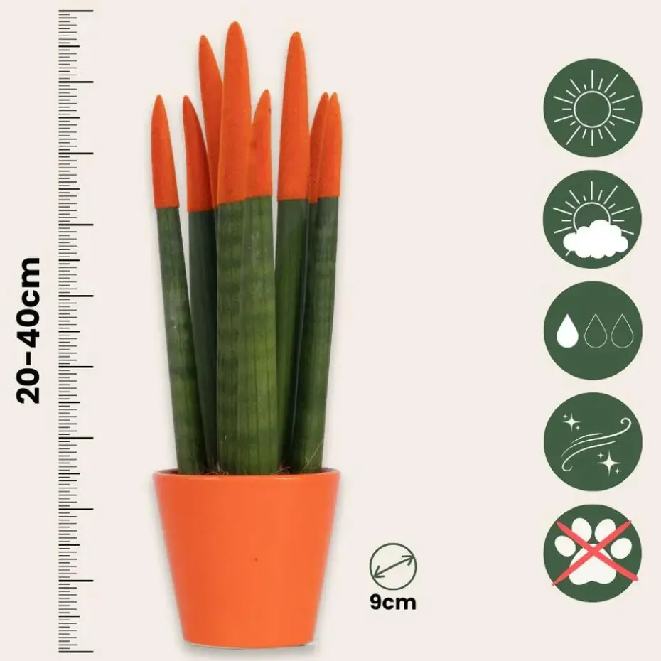 Vrouwentong - Set van 2 - Sansevieria cylindrica - Hoogte 20-40cm - ⌀9cm