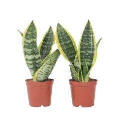 Vrouwentong - Set van 2 - Sansevieria 'Futura Superba' - Hoogte 35-40cm - ⌀12cm