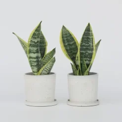 Vrouwentong - Set van 2 - Sansevieria 'Futura Superba' - Hoogte 35-40cm - ⌀12cm