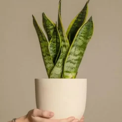 Vrouwentong - Set van 2 - Sansevieria 'Futura Superba' - Hoogte 35-40cm - ⌀12cm