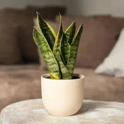 Vrouwentong - Set van 2 - Sansevieria 'Futura Superba' - Hoogte 35-40cm - ⌀12cm