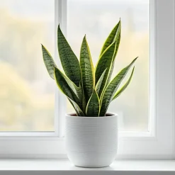Vrouwentong - Set van 2 - Sansevieria 'Futura Superba' - Hoogte 35-40cm - ⌀12cm