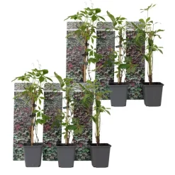 Wilde wingerd - Set van 6 - Parthenocissus quinquefolia - Hoogte 25-40cm - ⌀9cm