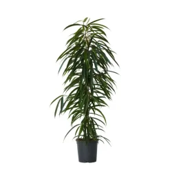 Wilgenblad Ficus - Ficus binnendijkii - Hoogte 100-110cm - ⌀21cm