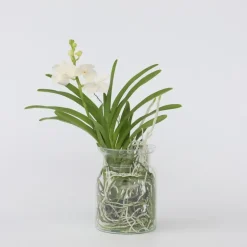 Witte Orchidee met vaas - Vanda 'White' - Hoogte 40-50cm - ⌀14cm