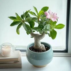 Woestijnroos - Set van 4 - Adenium obesum - Hoogte 25-40cm - ⌀10,5cm